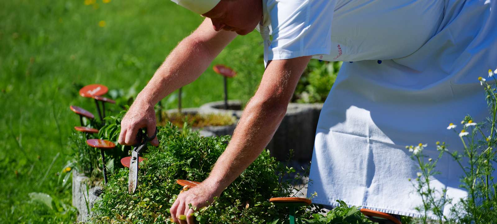 Schüles Ernährungstipps Küchenchef pflückt Kräuter
