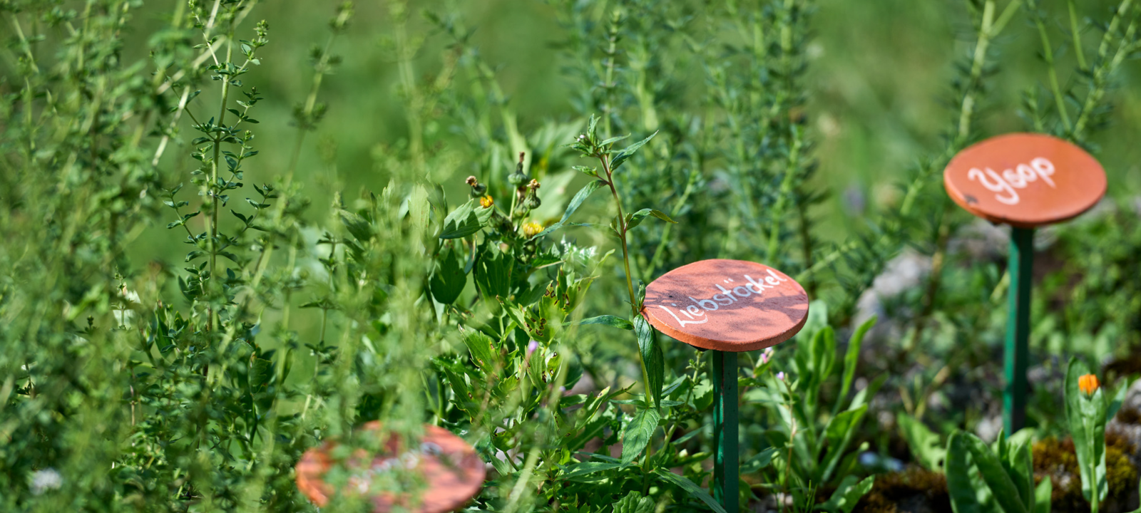Frische Kräuter aus dem Kräutergarten